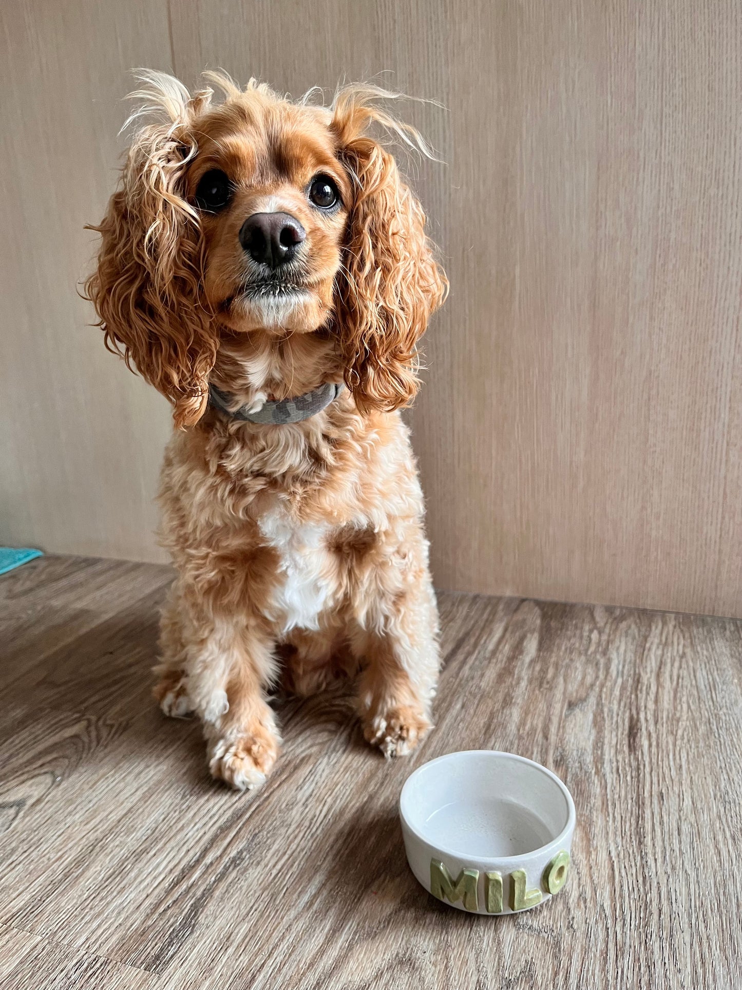 Ceramic Pet Bowl